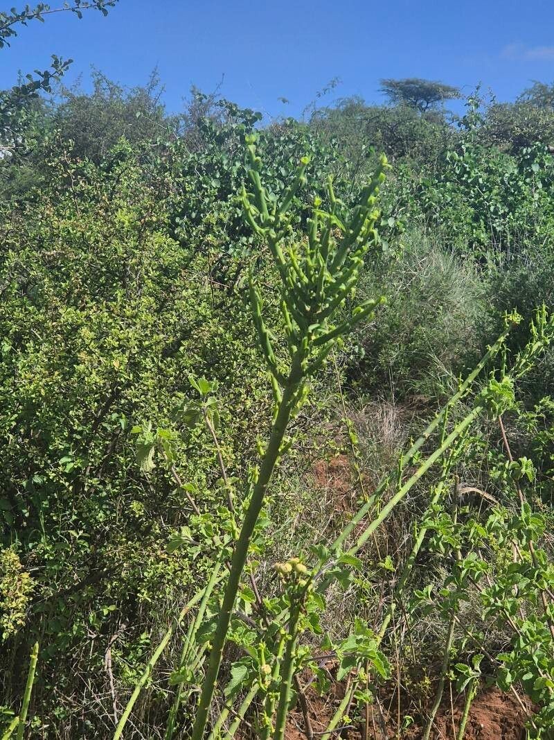 Euphorbia gossypina photo 5