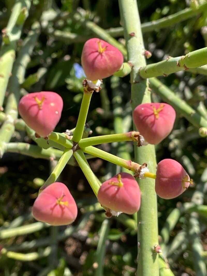 Euphorbia gossypina photo 6