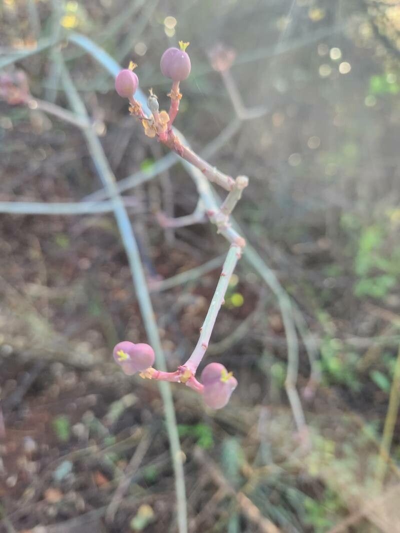 Euphorbia gossypina photo 7