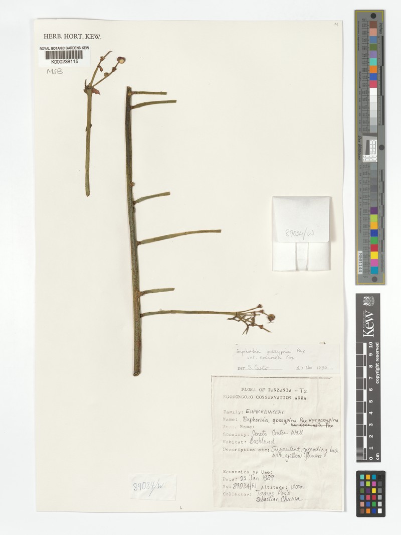 Euphorbia gossypina subsp. gossypina