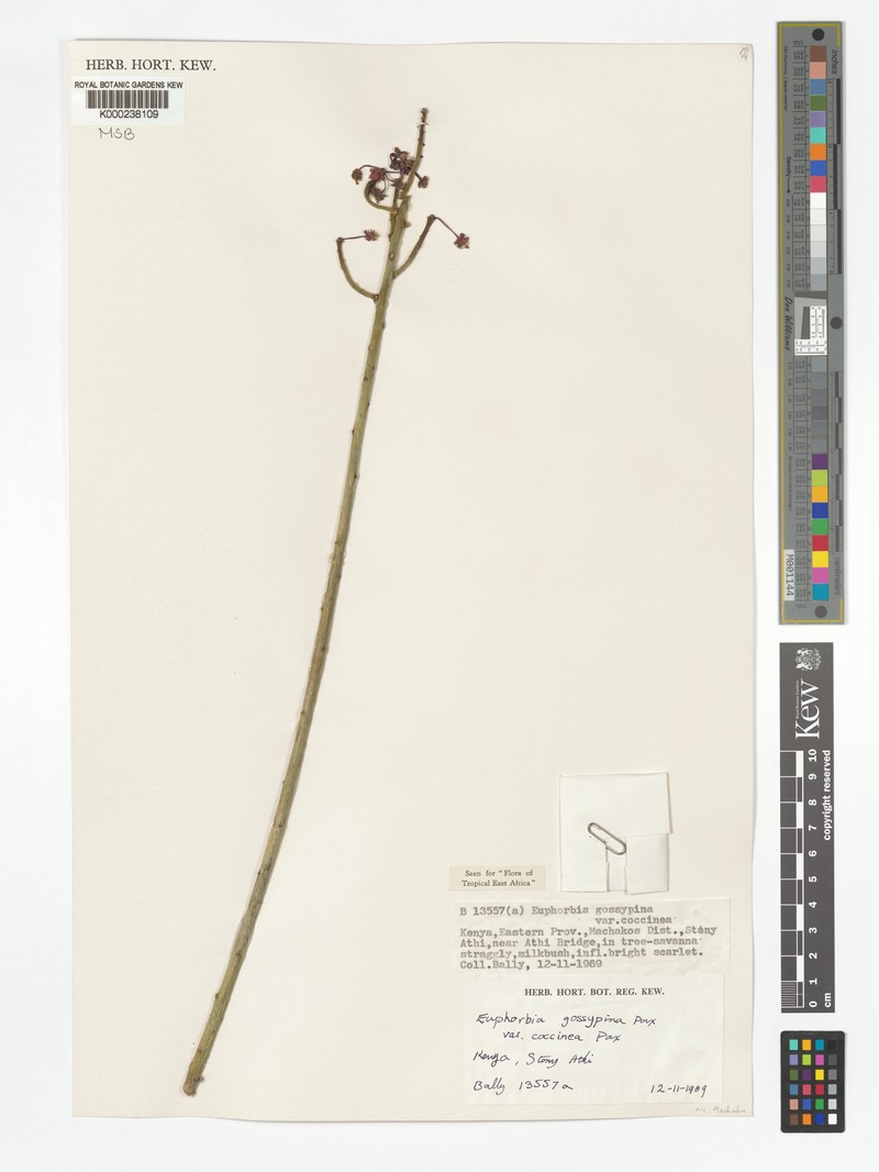 Euphorbia gossypina subsp. gossypina photo 6