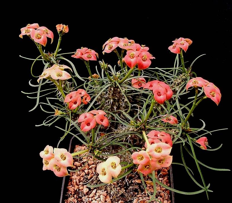 Euphorbia gottlebei