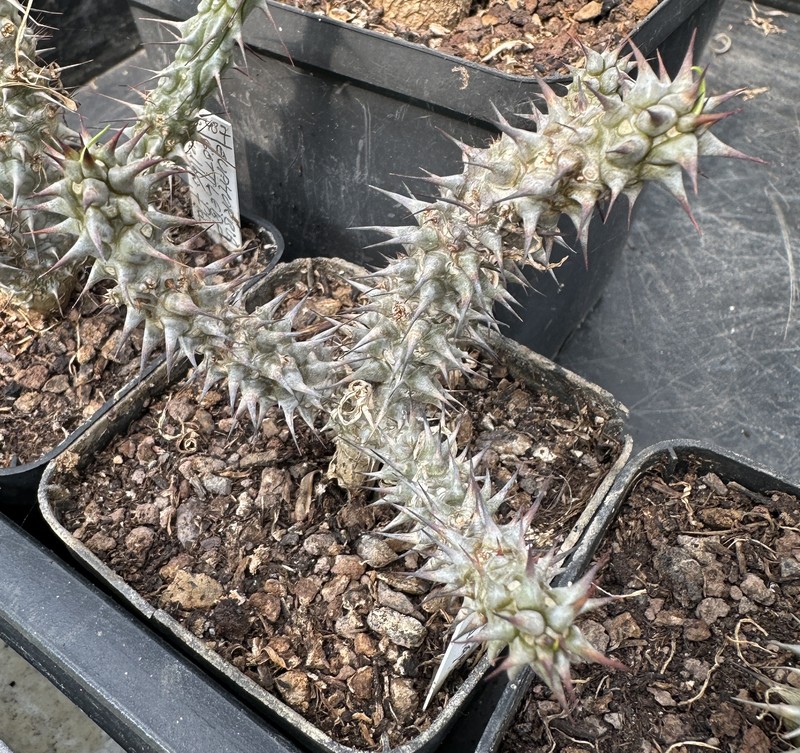 Euphorbia gottlebei photo 2