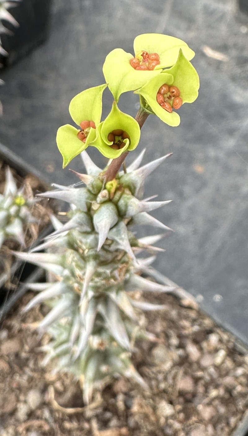 Euphorbia gottlebei photo 3