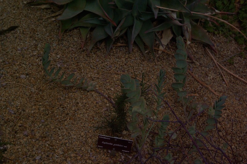 Euphorbia gottlebei photo 4