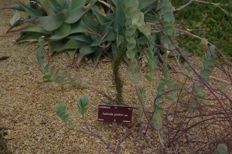 Euphorbia gottlebei photo 5
