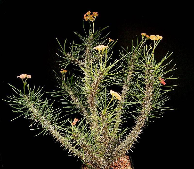Euphorbia gottlebei photo 6