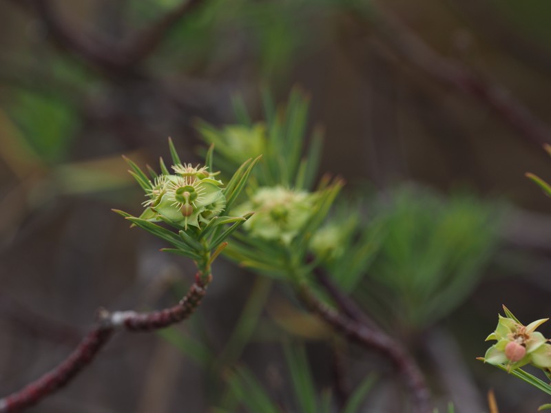 Euphorbia goyazensis photo 2