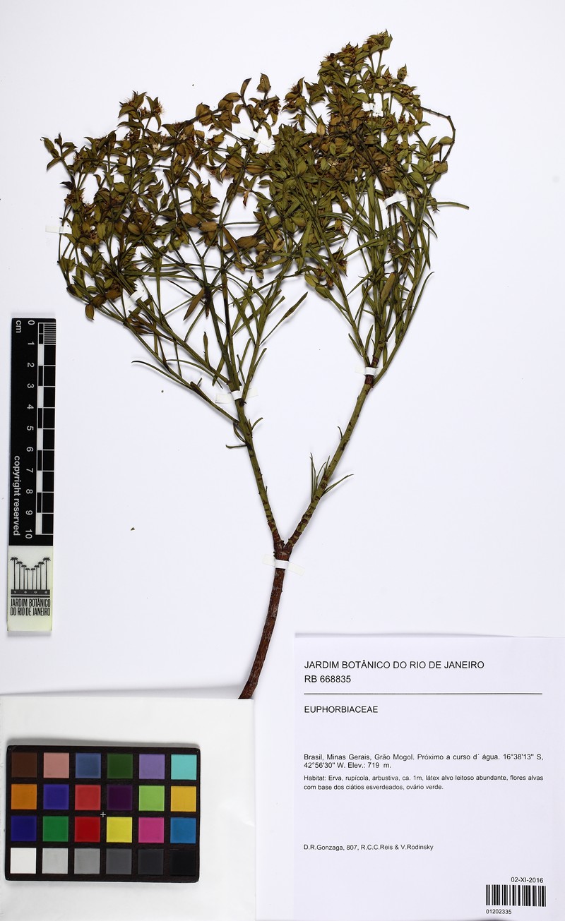 Euphorbia goyazensis photo 4