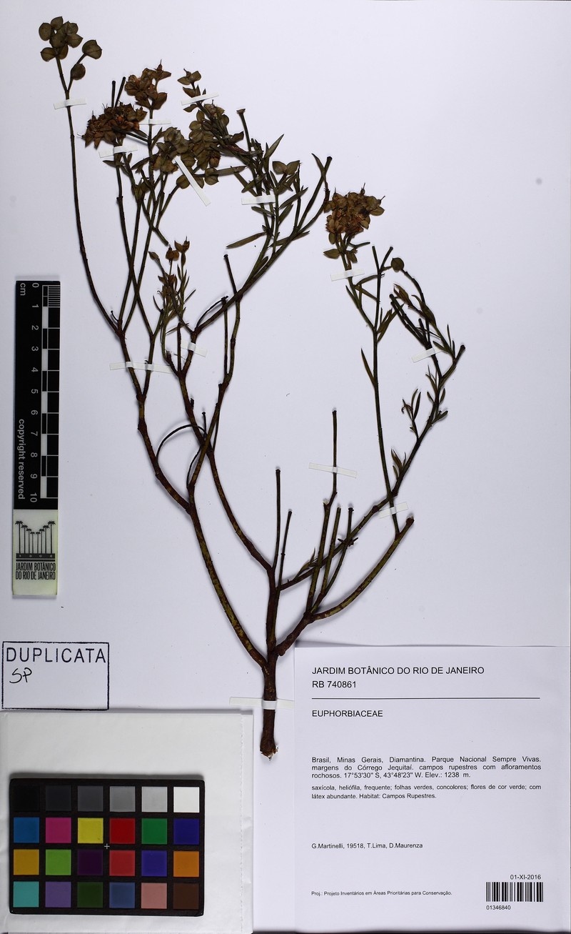 Euphorbia goyazensis photo 5