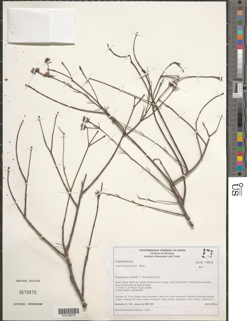 Euphorbia goyazensis photo 6