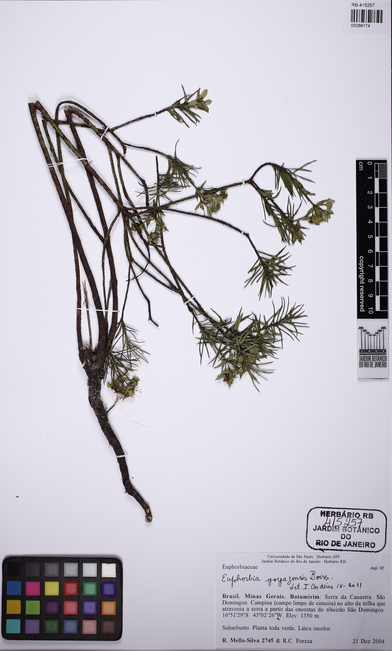 Euphorbia goyazensis photo 7