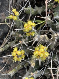 Euphorbia graciliramea