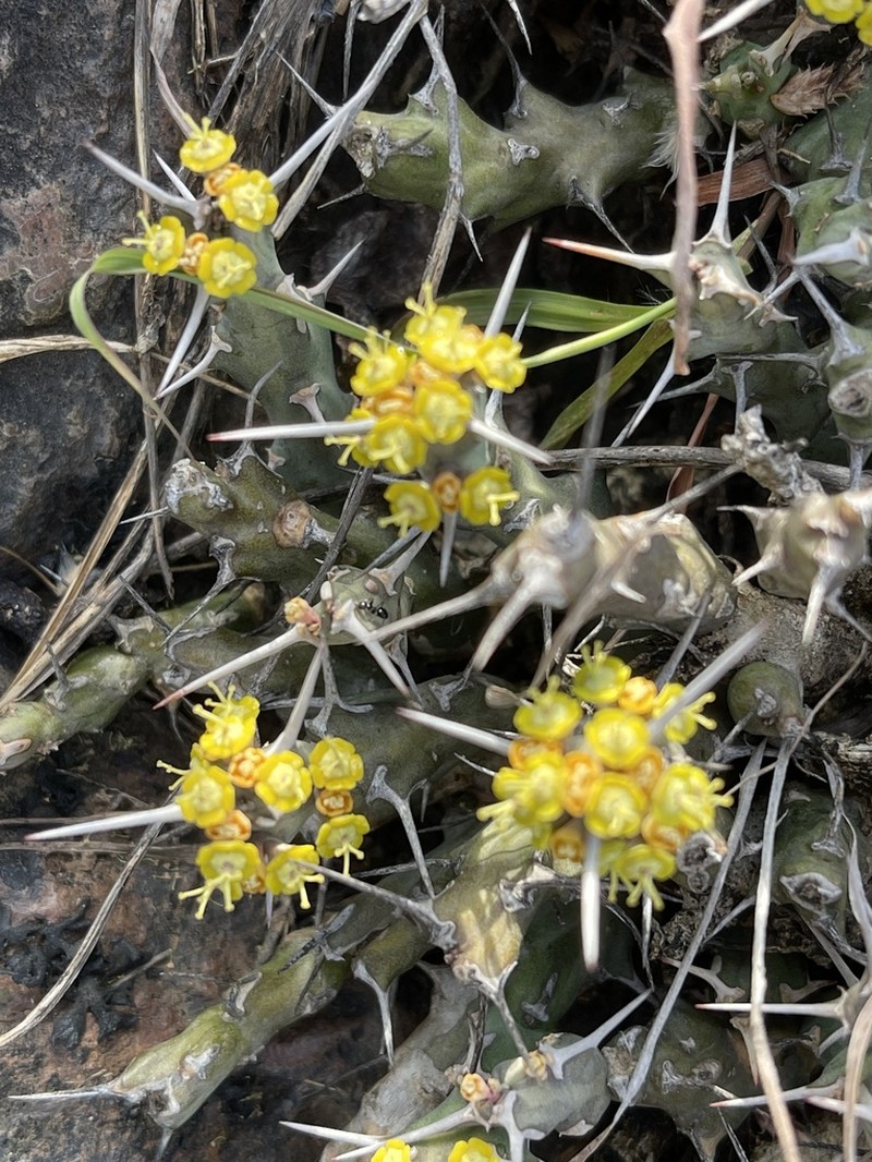 Euphorbia graciliramea
