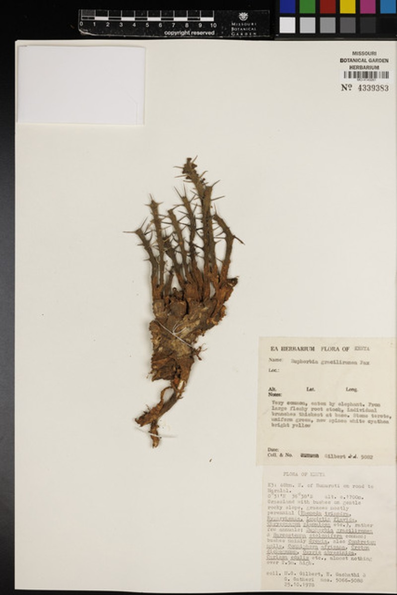 Euphorbia graciliramea photo 2