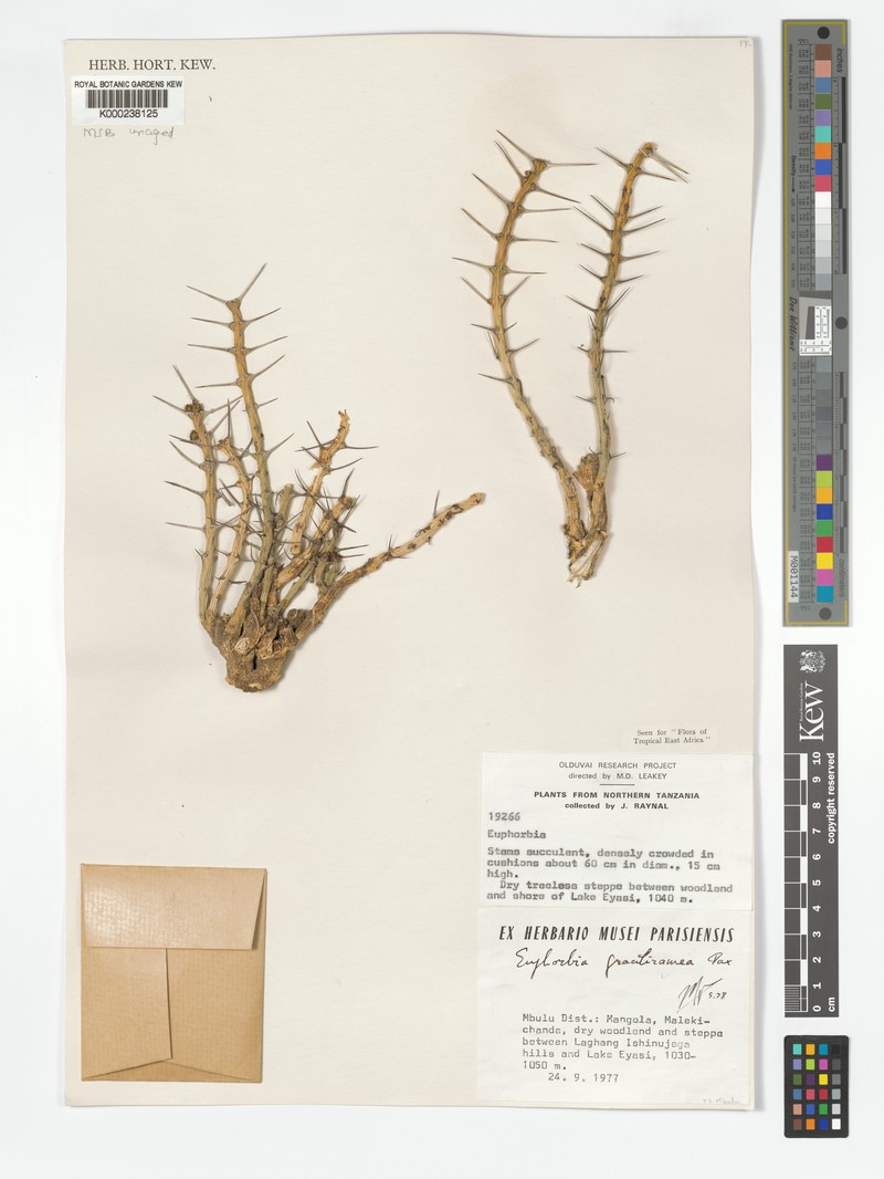 Euphorbia graciliramea photo 3