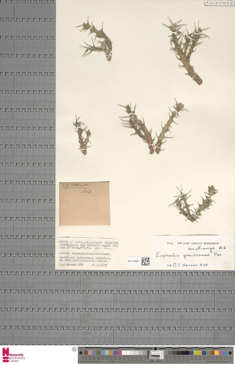 Euphorbia graciliramea photo 4