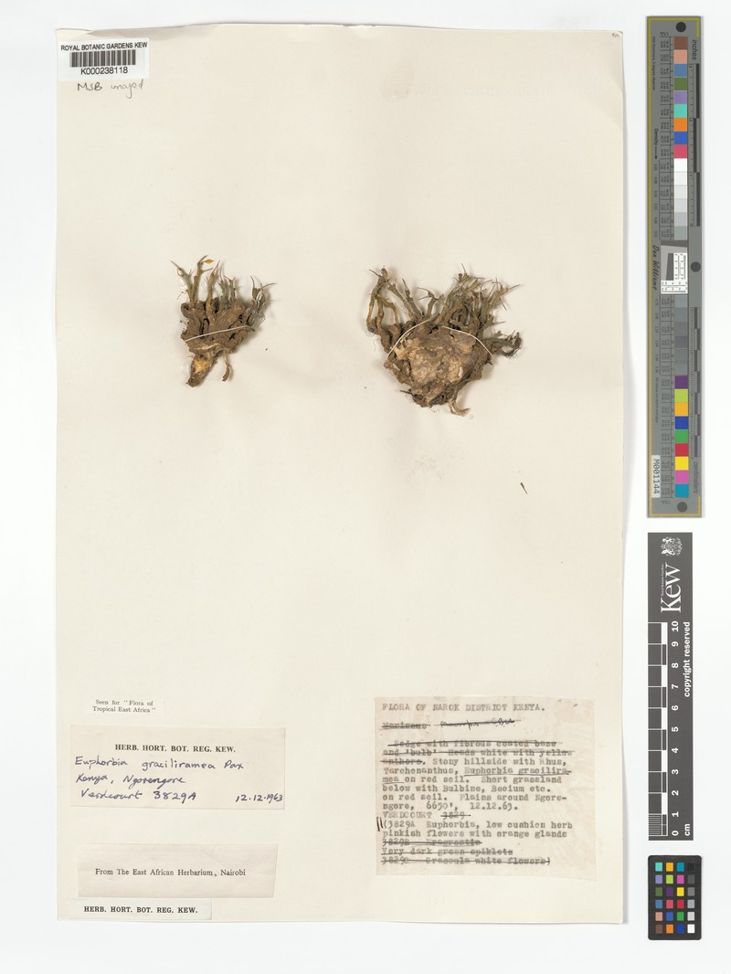 Euphorbia graciliramea photo 5