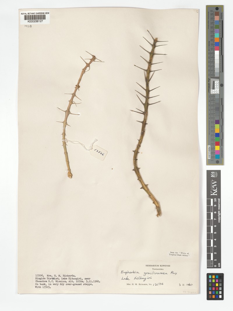 Euphorbia graciliramea photo 6