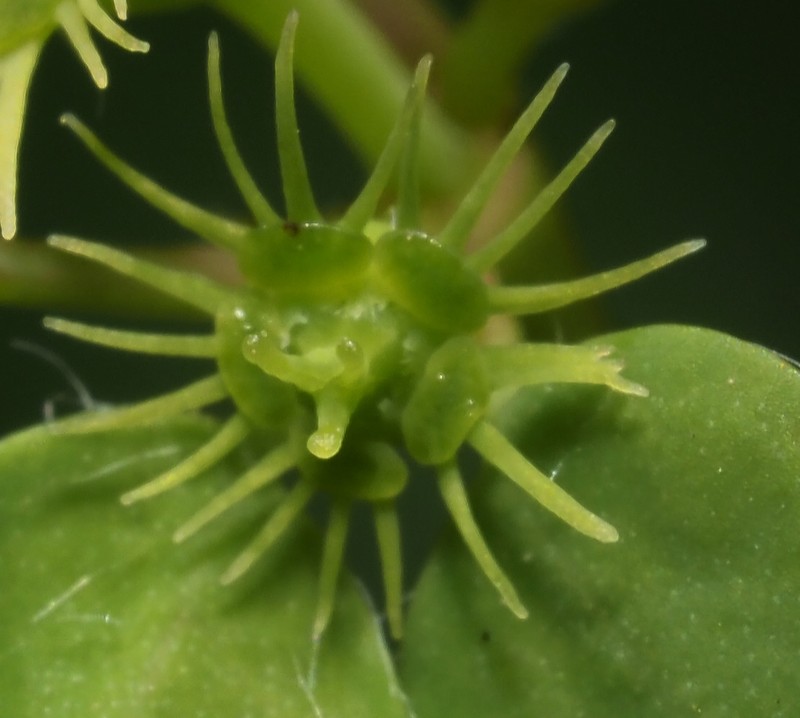 Euphorbia gradyi photo 2