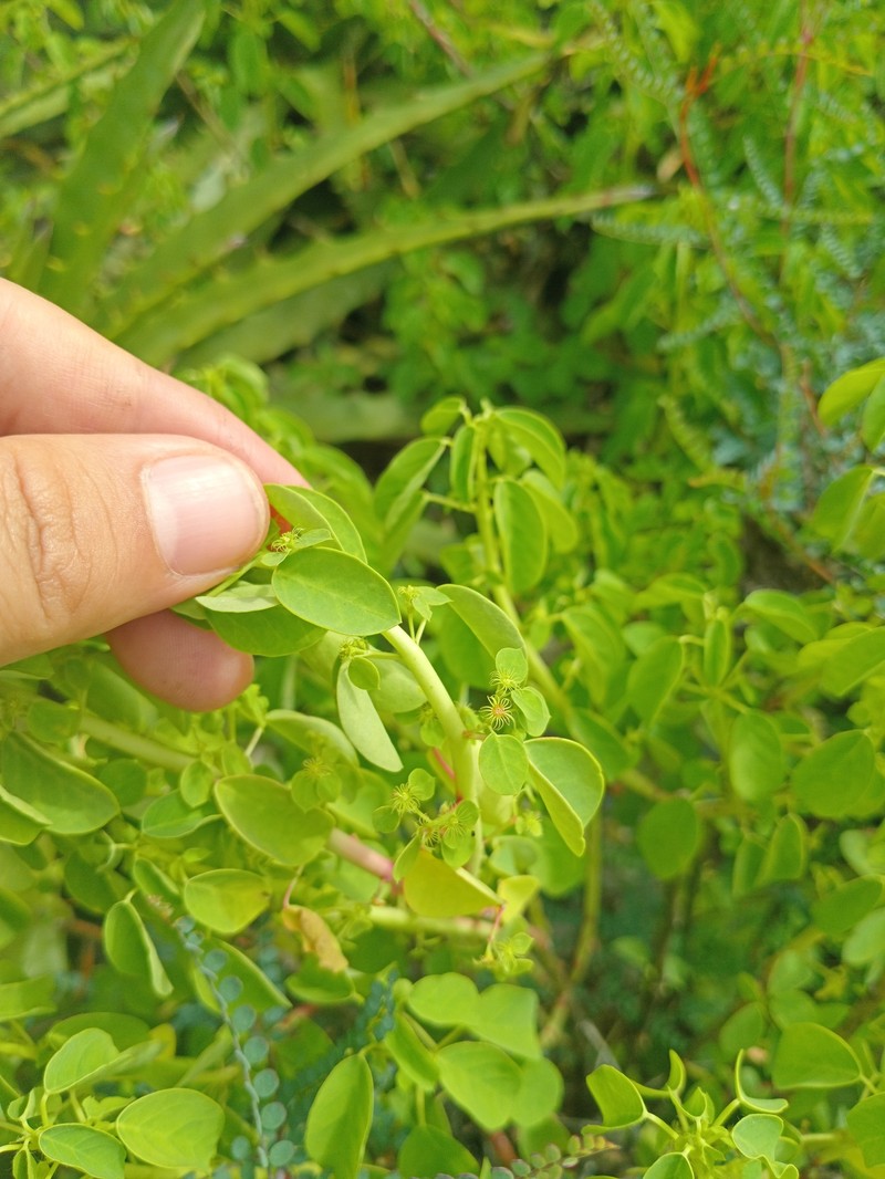Euphorbia gradyi photo 3