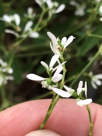 Grassleaf Spurge