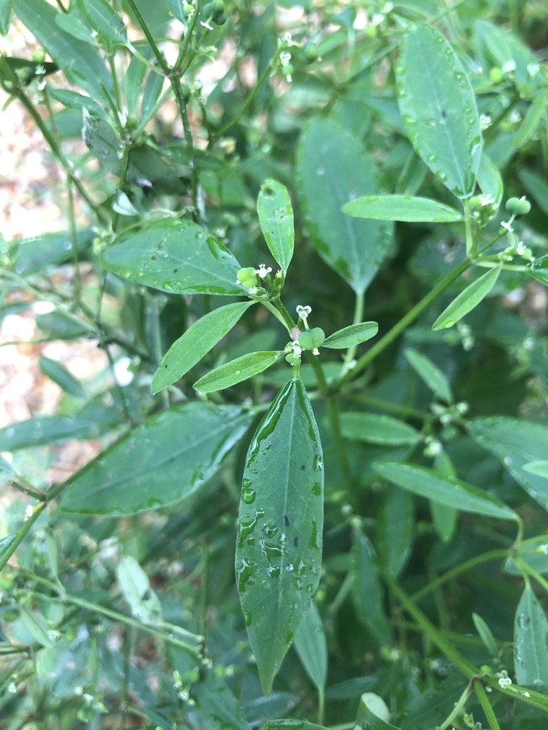 Grassleaf Spurge photo 2