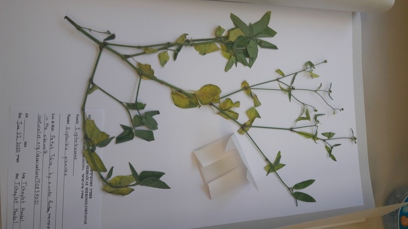 Grassleaf Spurge photo 3