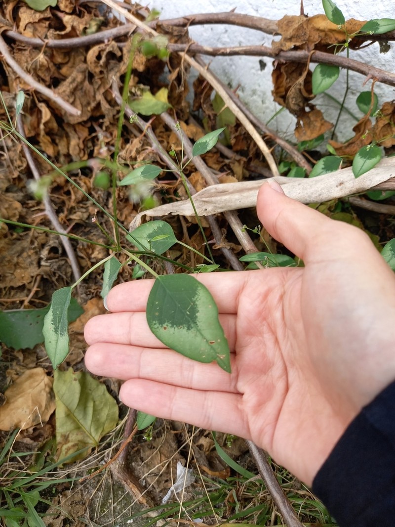 Grassleaf Spurge photo 4