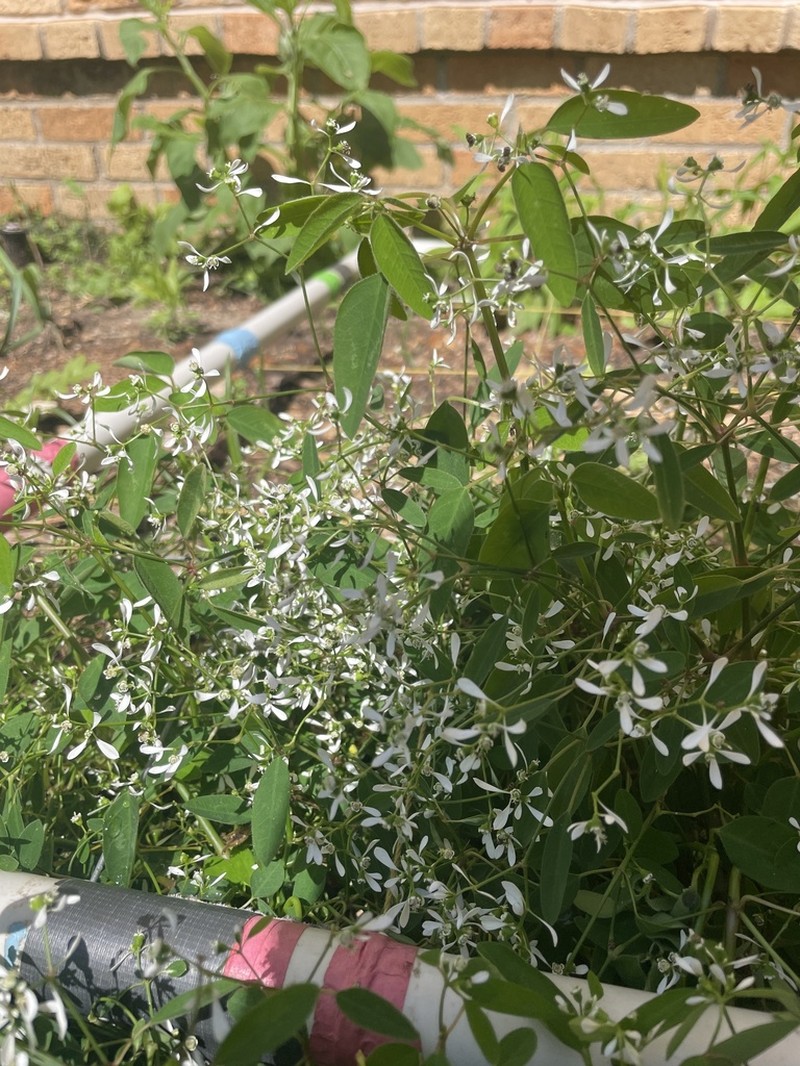 Grassleaf Spurge photo 5