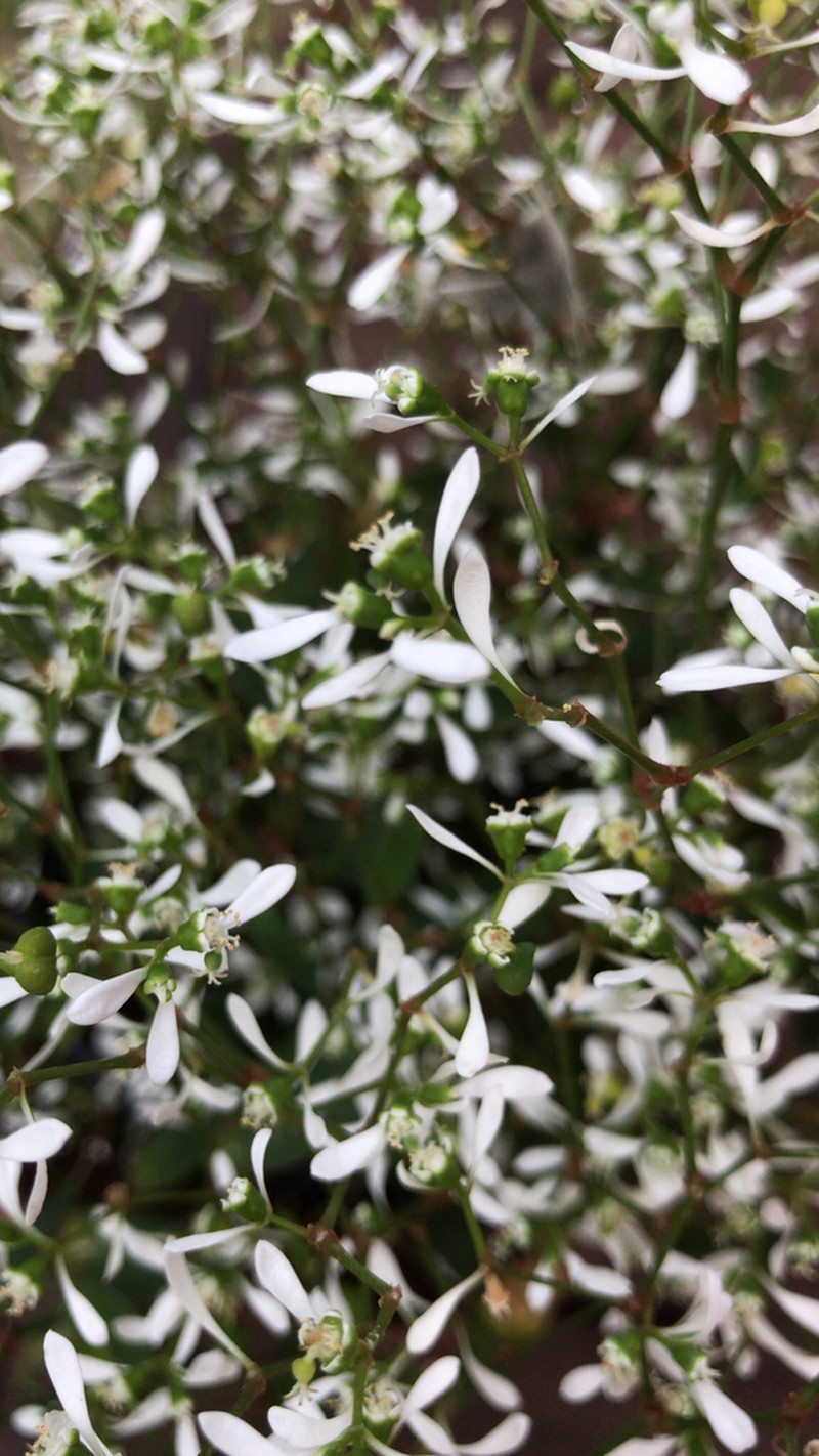 Grassleaf Spurge photo 6