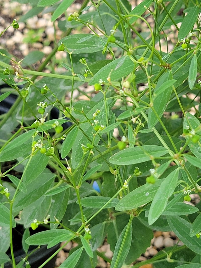 Grassleaf Spurge photo 7