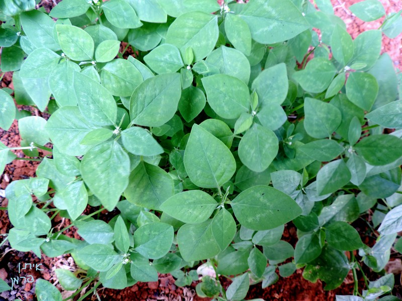 Grassleaf Spurge photo 2