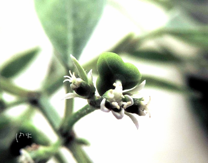Grassleaf Spurge photo 3