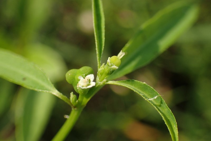 Grassleaf Spurge photo 4