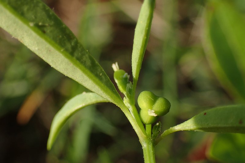 Grassleaf Spurge photo 5