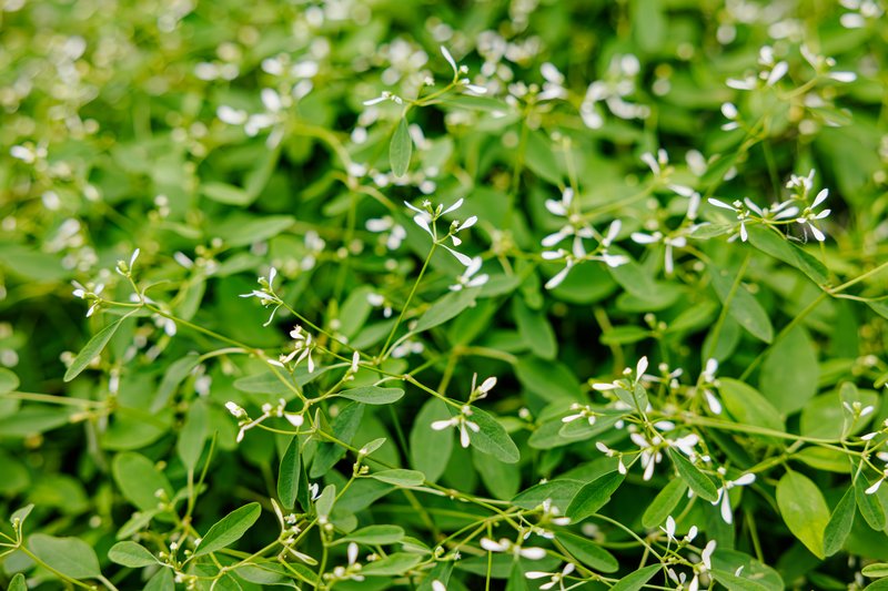 Grassleaf Spurge photo 6