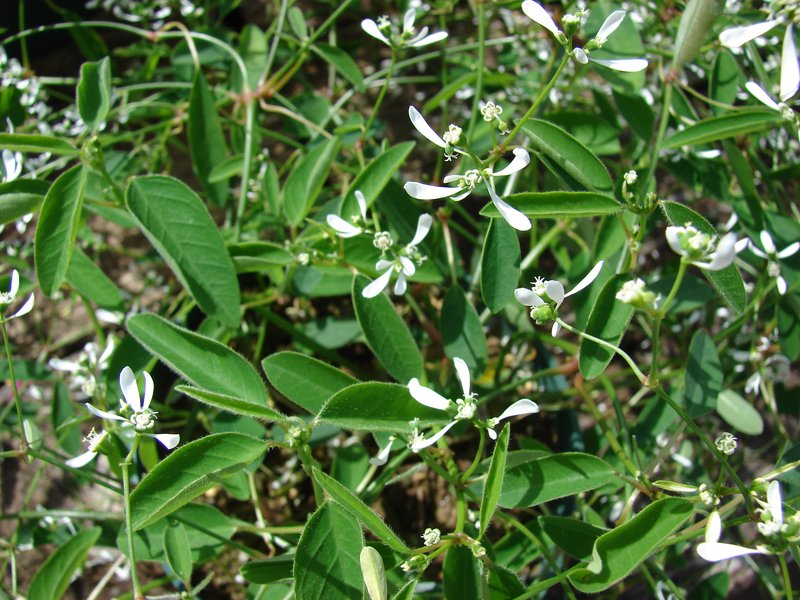 Grassleaf Spurge photo 7