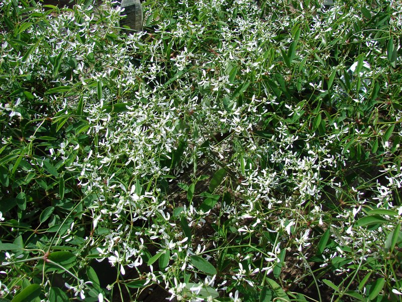 Grassleaf Spurge photo 8