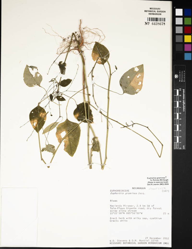 Euphorbia graminea f. foliosa photo 5