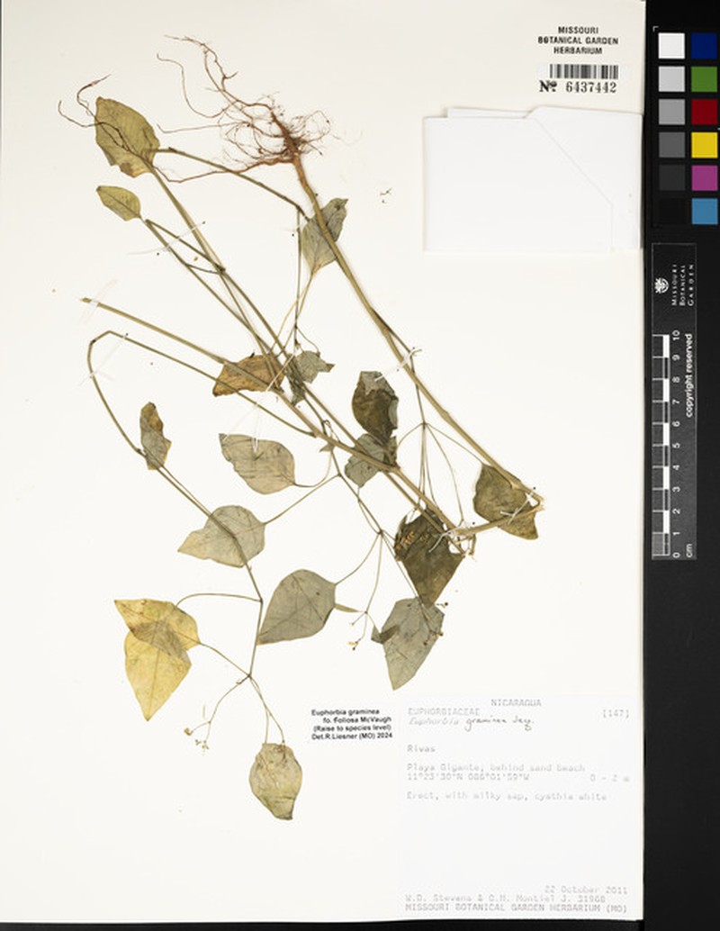 Euphorbia graminea f. foliosa photo 6