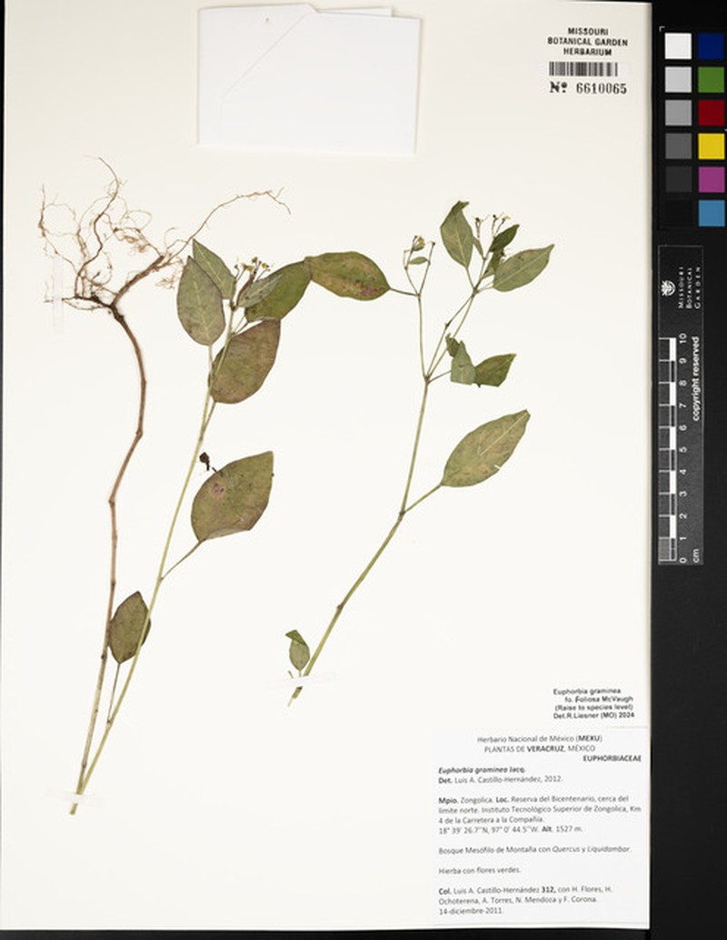 Euphorbia graminea f. foliosa photo 7