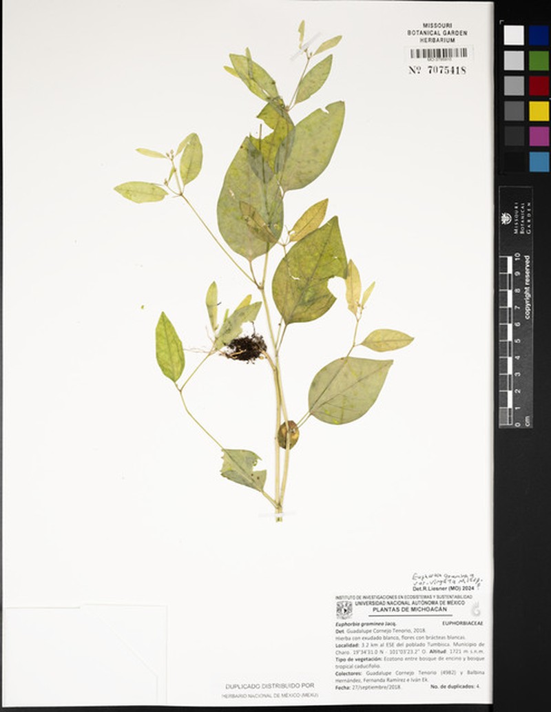 Euphorbia graminea var. graminea