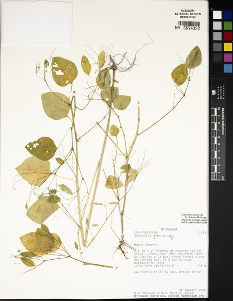 Euphorbia graminea var. graminea photo 2