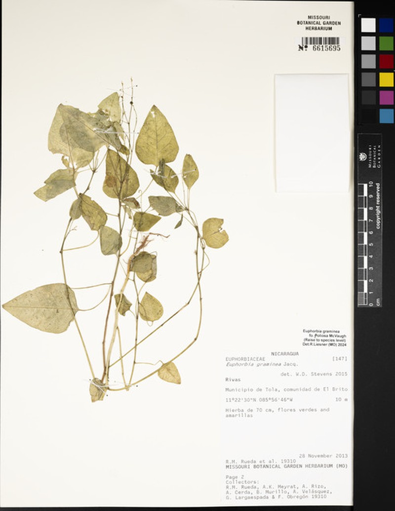 Euphorbia graminea var. graminea photo 3