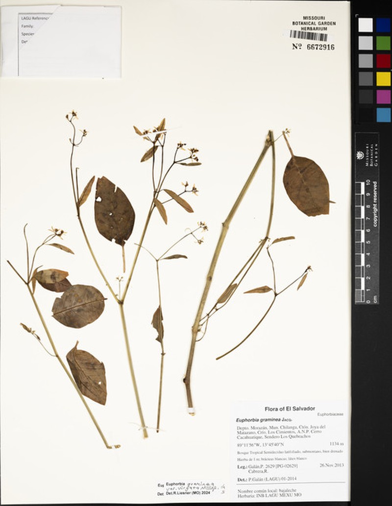 Euphorbia graminea var. graminea photo 4
