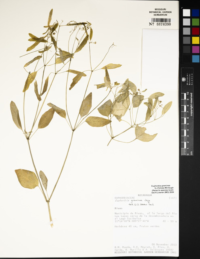 Euphorbia graminea var. graminea photo 5