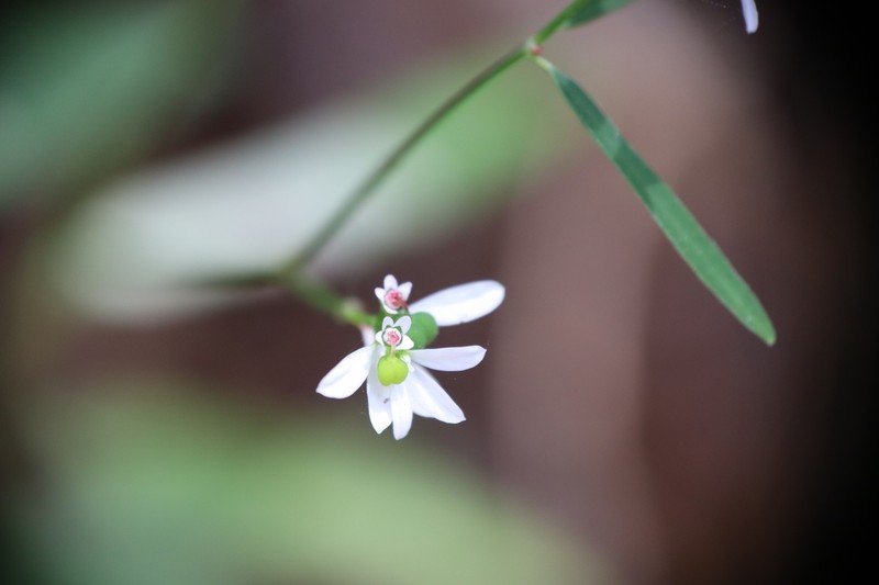 Euphorbia graminea var. novogaliciana