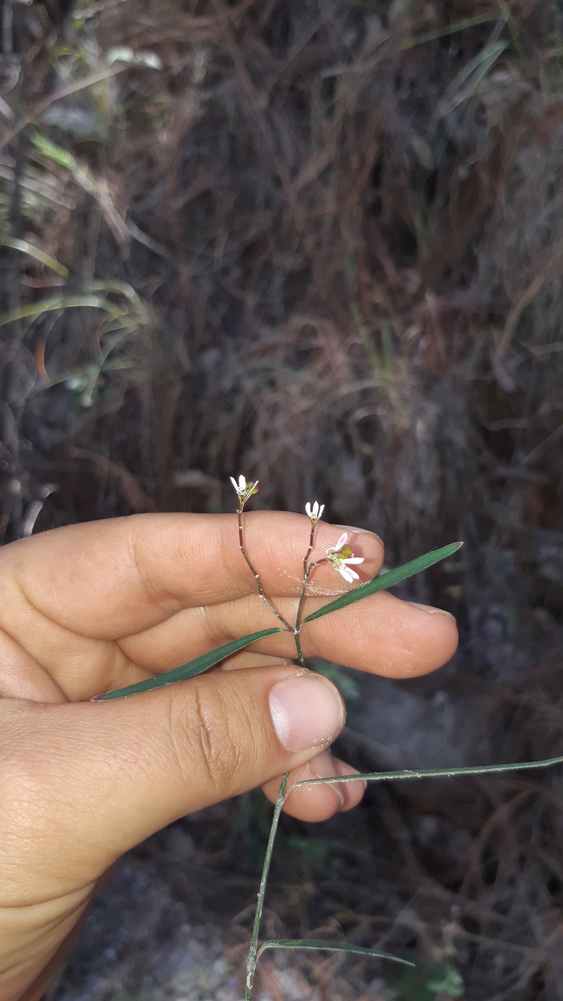 Euphorbia graminea var. novogaliciana photo 2