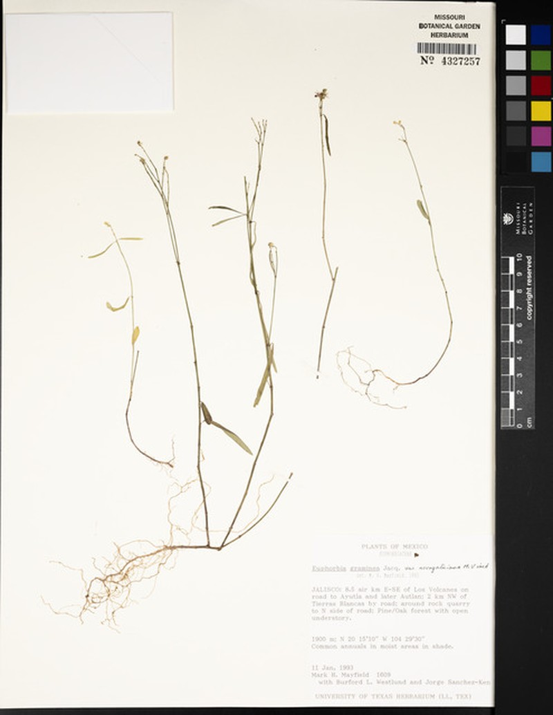 Euphorbia graminea var. novogaliciana photo 4